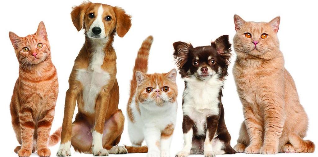 Доска объявлений о животных | ЗооТом - продажа, вязка и услуги для животных в Курсавке
