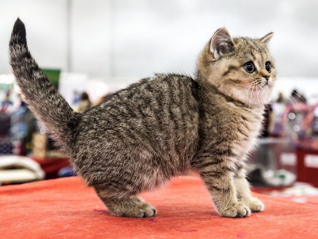 Породы кошек в Курсавке | ЗооТом портал о животных