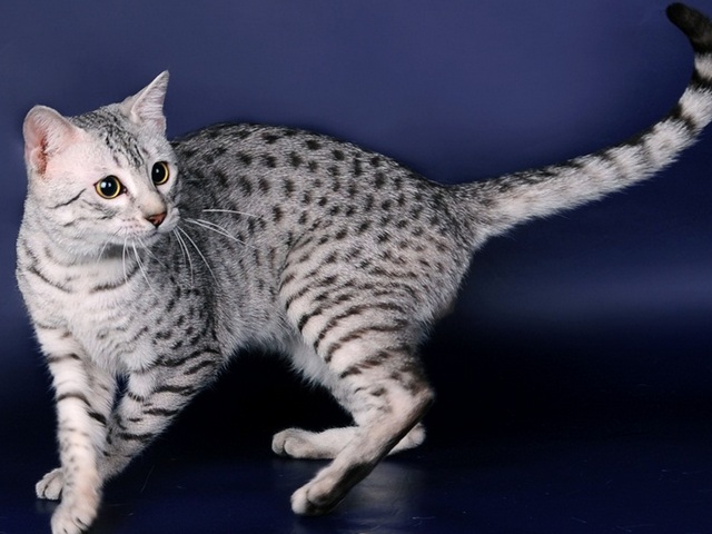 Породы кошек в Курсавке | ЗооТом портал о животных