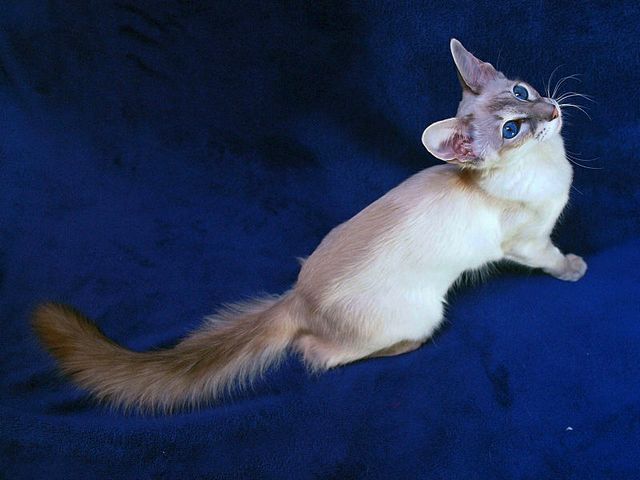 Выведенные породы кошек в Курсавке | ЗооТом портал о животных