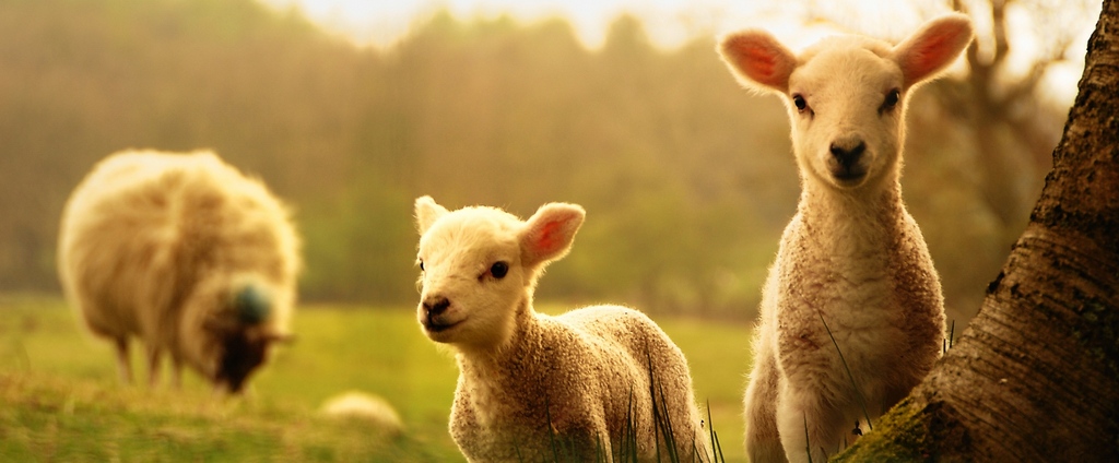 Объявления о сельскохозяйственных животных | ЗооТом - продажа, вязка и услуги для животных в Курсавке