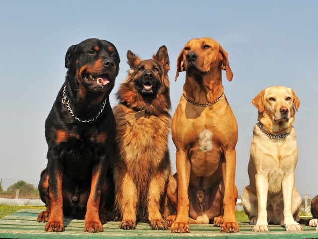 Крупные породы собак в Курсавке | ЗооТом портал о животных